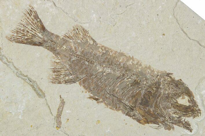 Juvenile Phareodus Fish Fossil - Scarce Species #244221